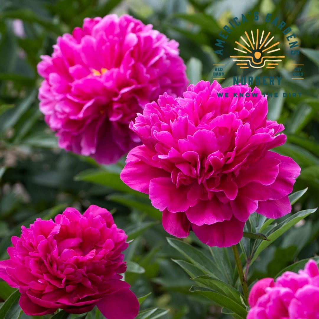 Kansas Peony - America's Gardens Nursery