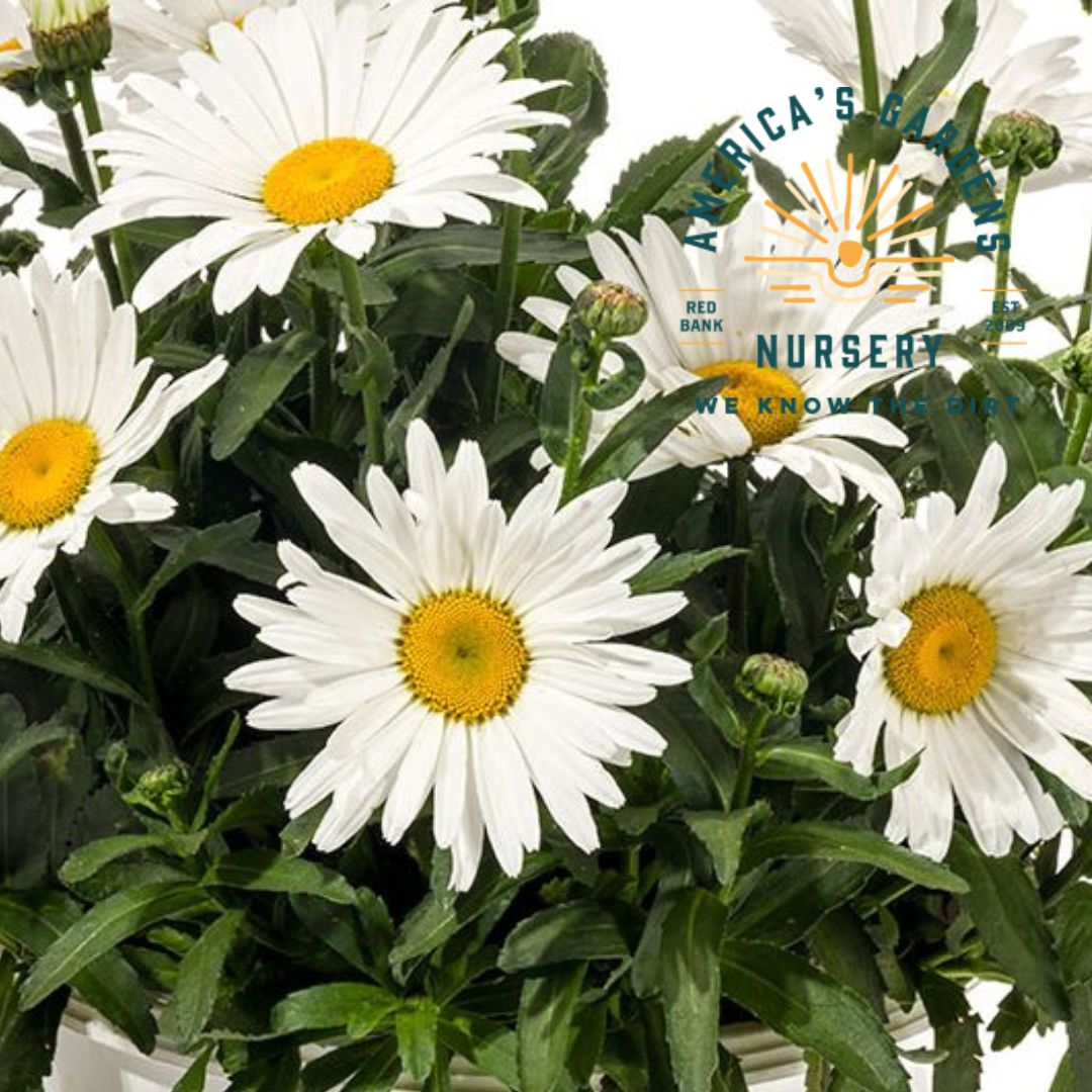 Kilimajaro Superba Shasta Daisy - America's Gardens Nursery