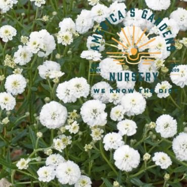 Kona White Ageratum - America's Gardens Nursery