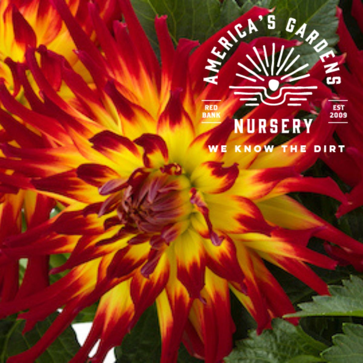 Labella Maggiore Fun Flame Dahlia - America's Gardens Nursery