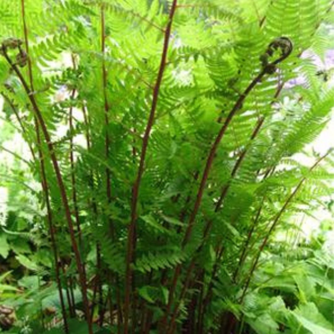 Lady in Red Fern - America's Gardens Nursery