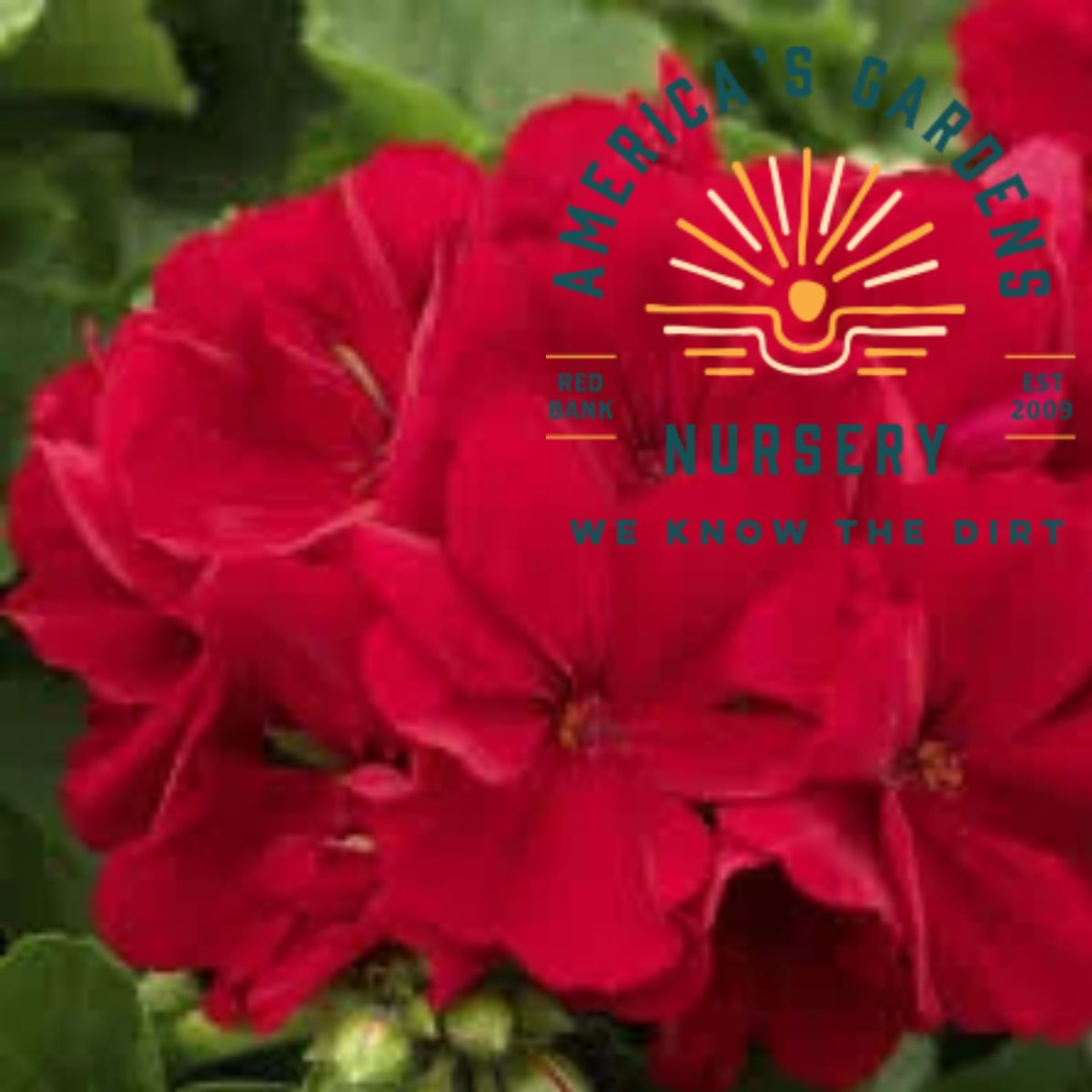 Large Dark Red Calliope Geranium - America's Gardens Nursery