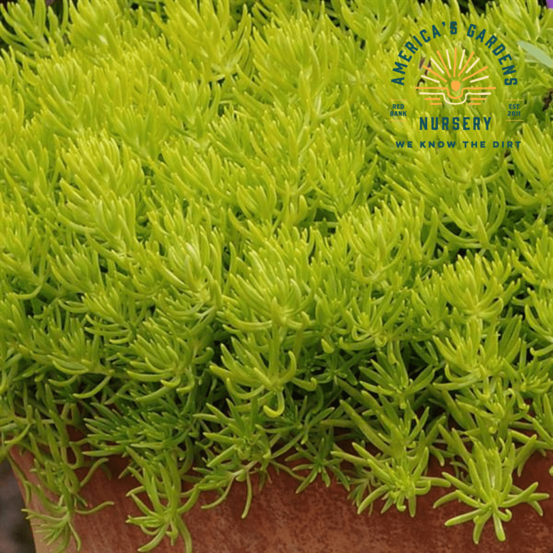 Lemon Ball Sedum - America's Gardens Nursery
