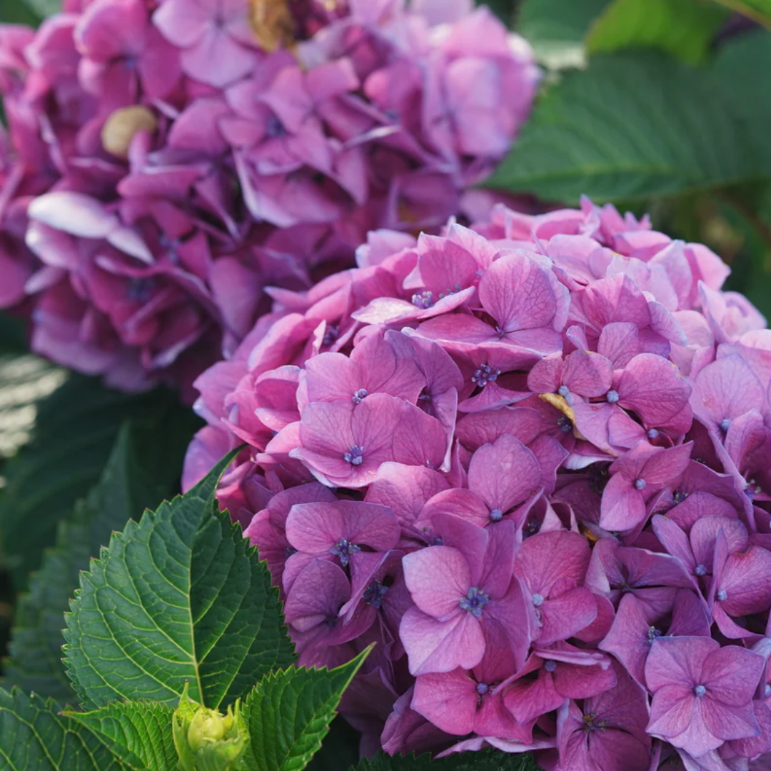 Let's Dance Loveable Bigleaf Hydrangea - America's Gardens Nursery
