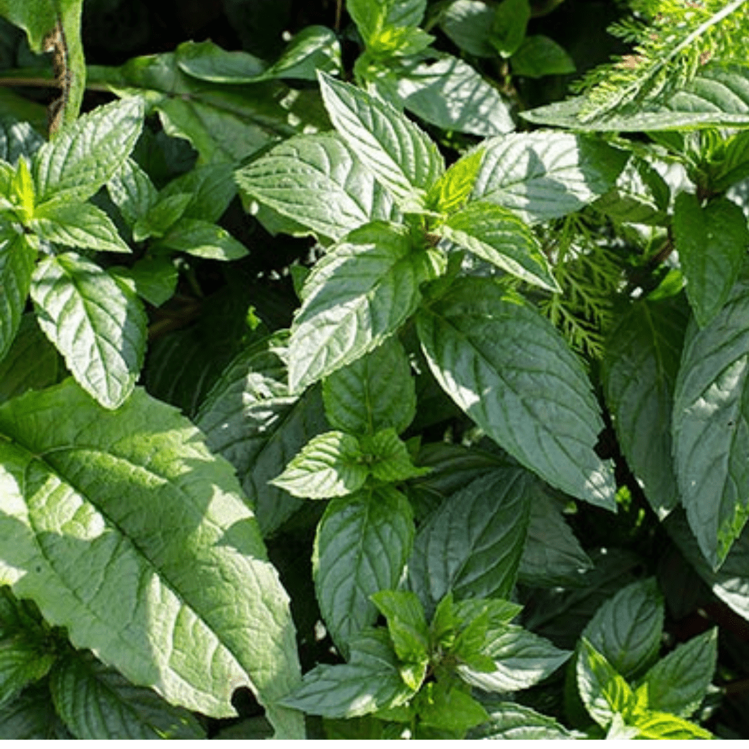 Lime Mint - America's Gardens Nursery