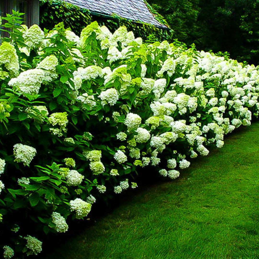 Limelight Hydrangea - America's Gardens Nursery
