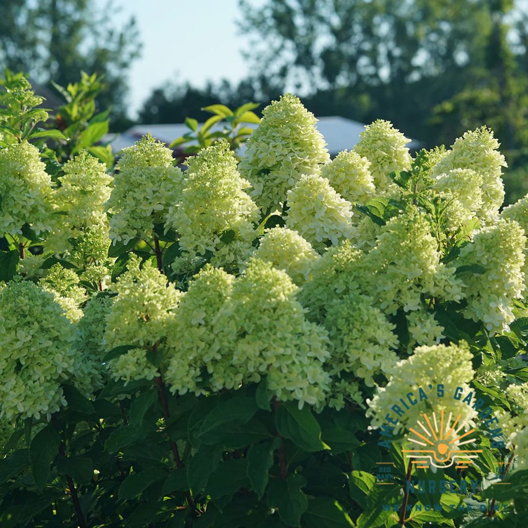 Limelight Prime Hydrangea - America's Gardens Nursery