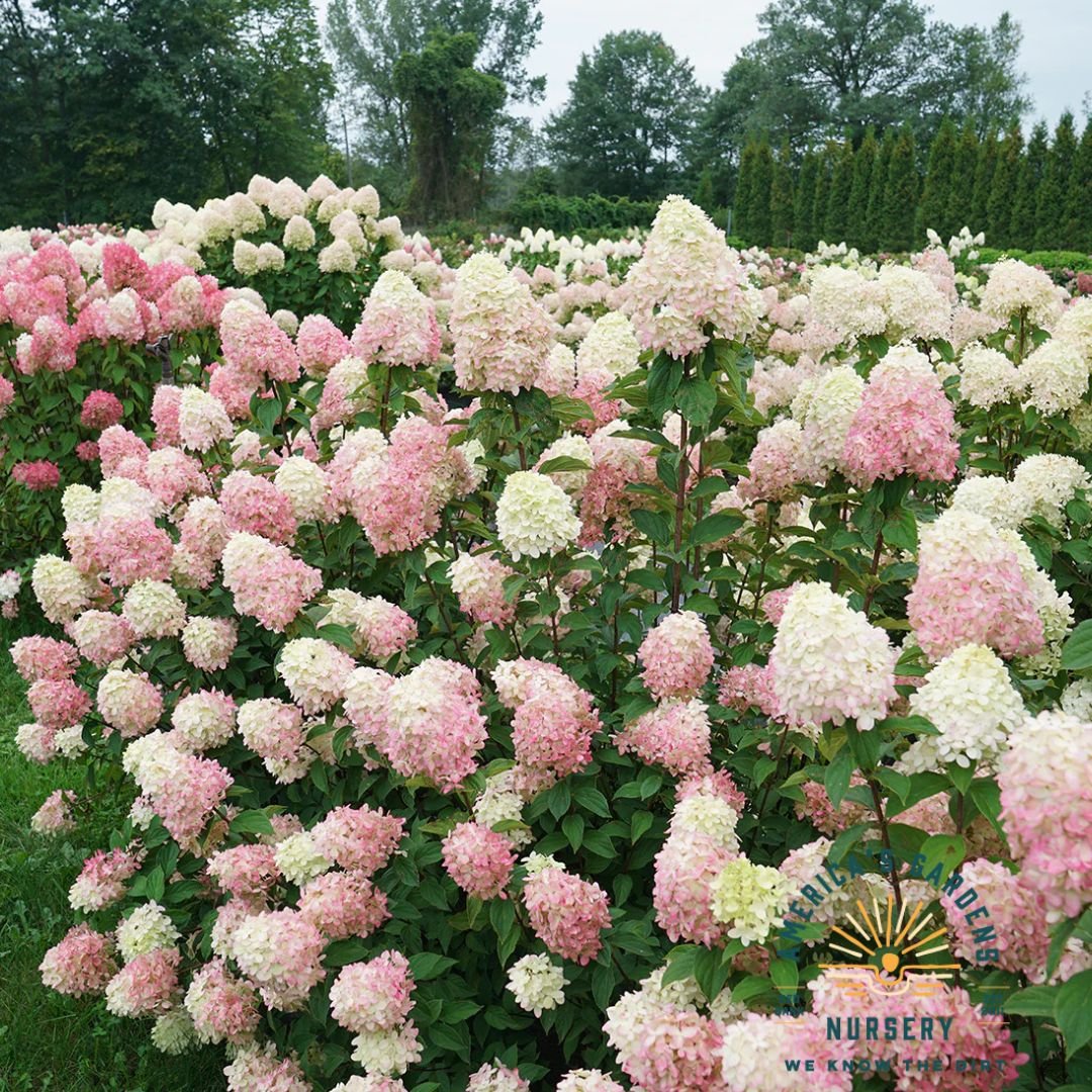 Limelight Prime Hydrangea - America's Gardens Nursery