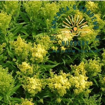 Little Lemon Goldenrod - America's Gardens Nursery