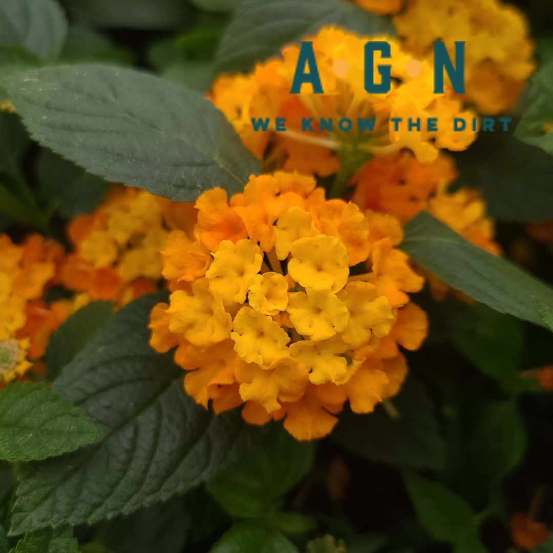 Little Lucky Lantana - America's Gardens Nursery
