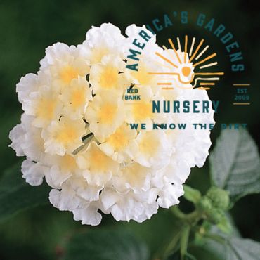 Little Lucky Lantana - America's Gardens Nursery