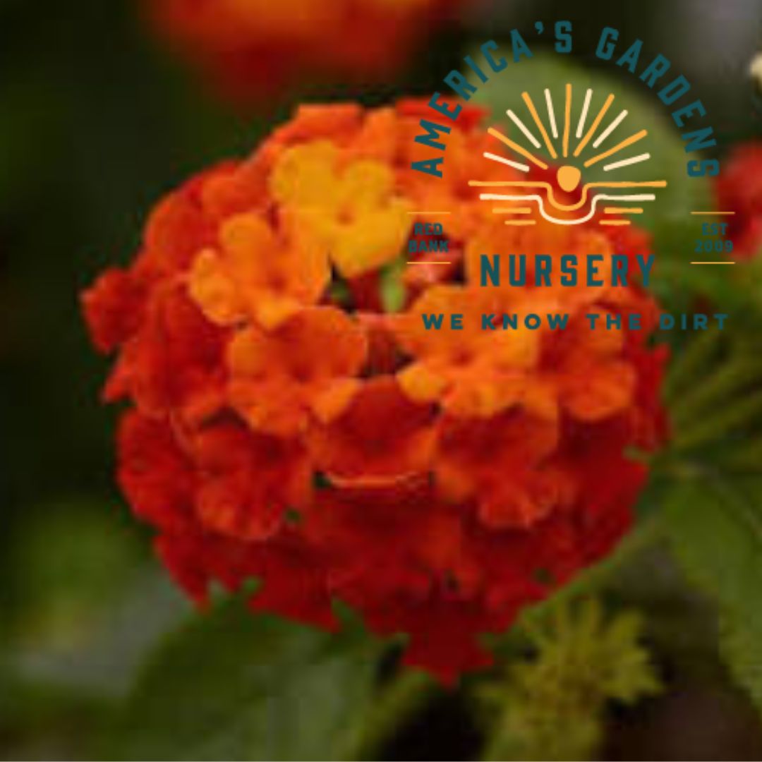 Little Lucky Lantana - America's Gardens Nursery
