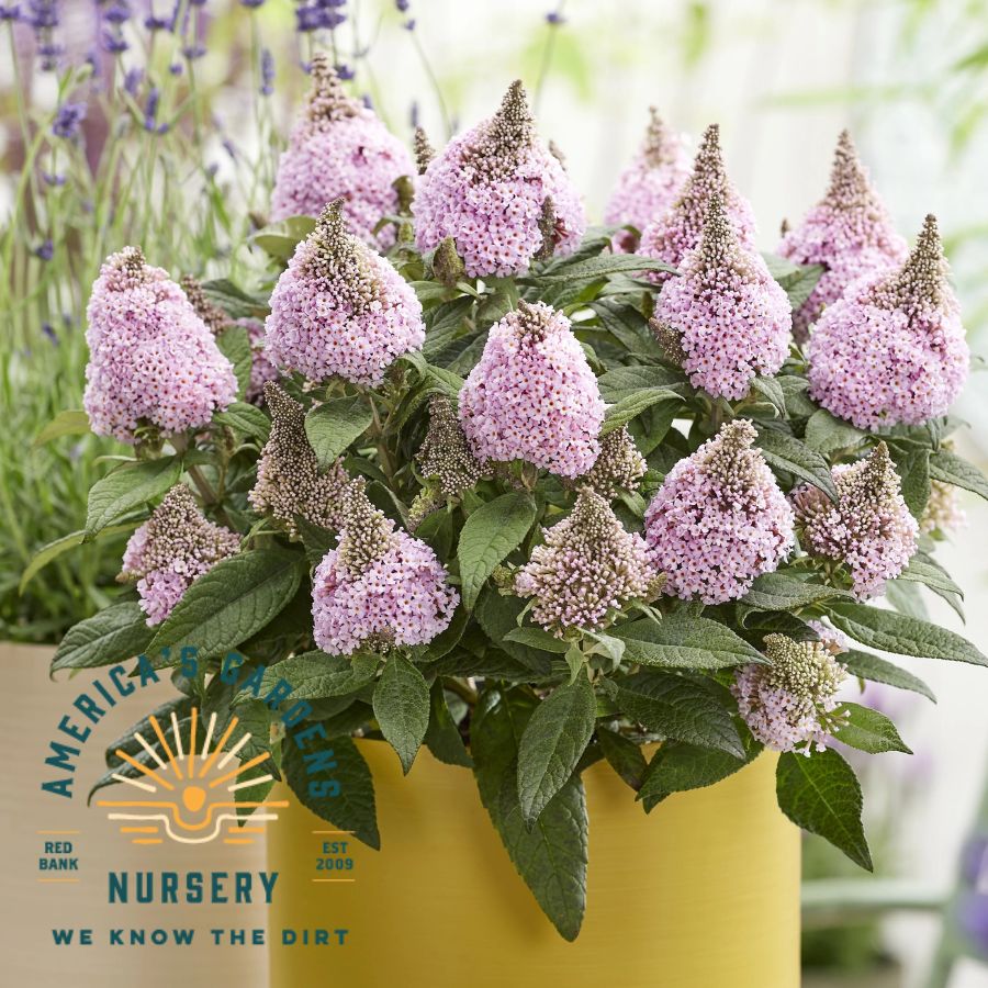 Little Rockstars Pink Butterfly Bush - America's Gardens Nursery