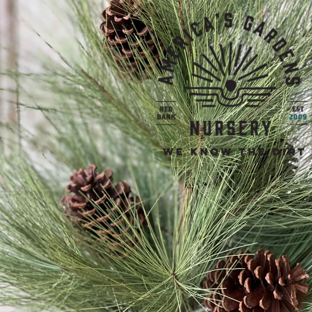 Long Needle Southern Pine Tree - America's Gardens Nursery