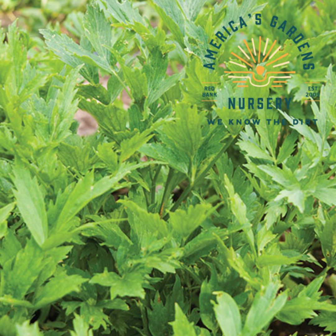 Lovage - America's Gardens Nursery