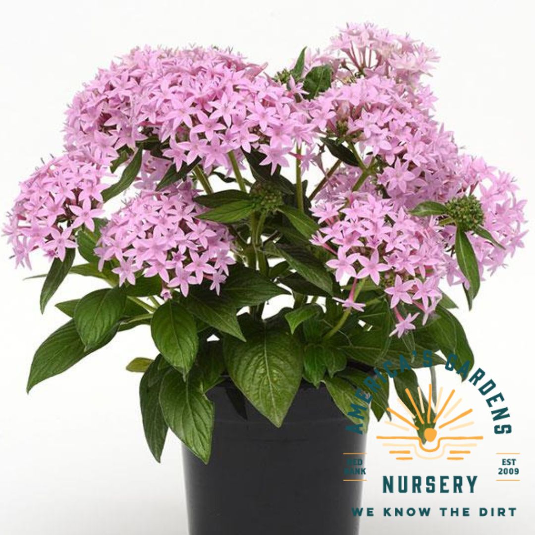 Lucky Star Penta Plants - America's Gardens Nursery