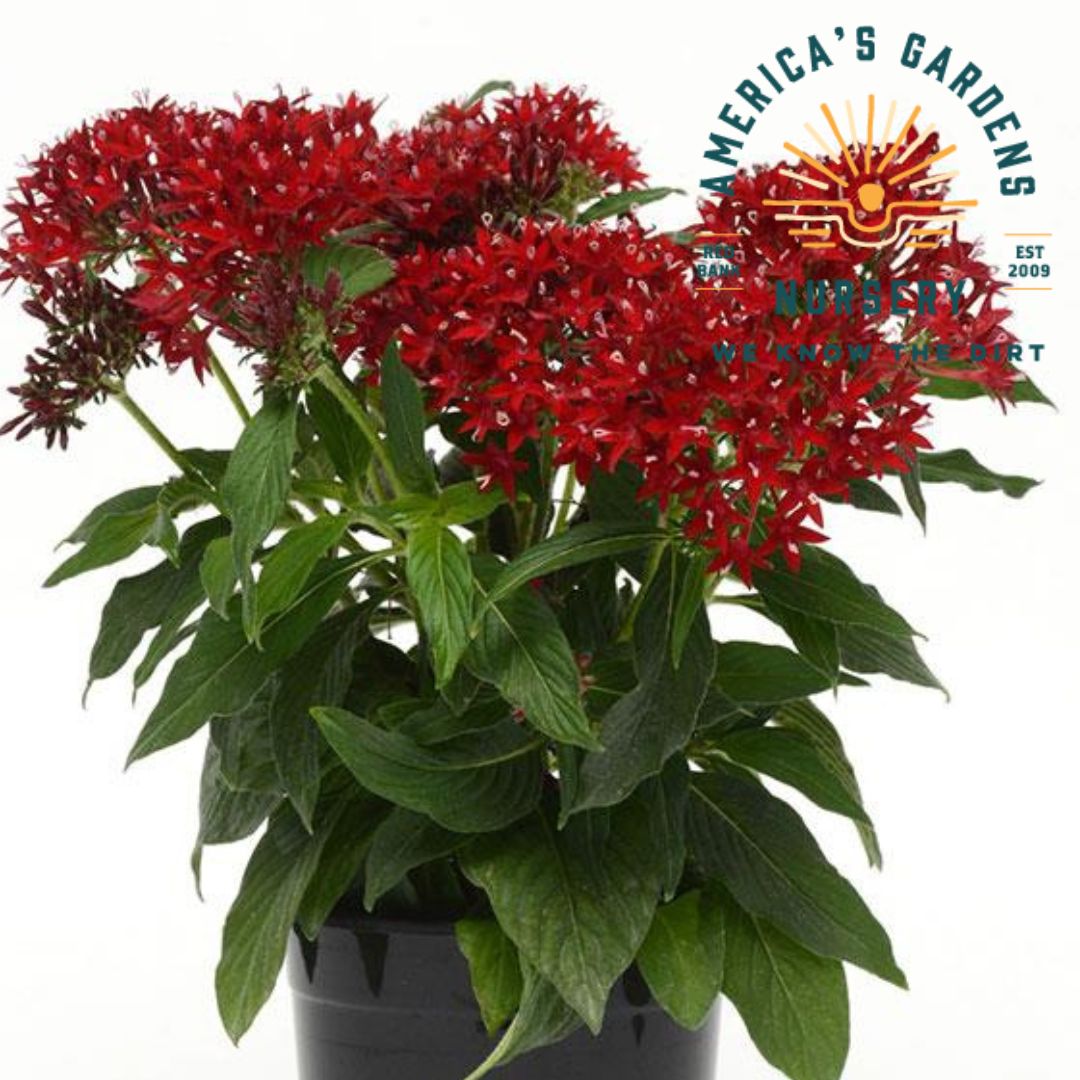 Lucky Star Penta Plants - America's Gardens Nursery