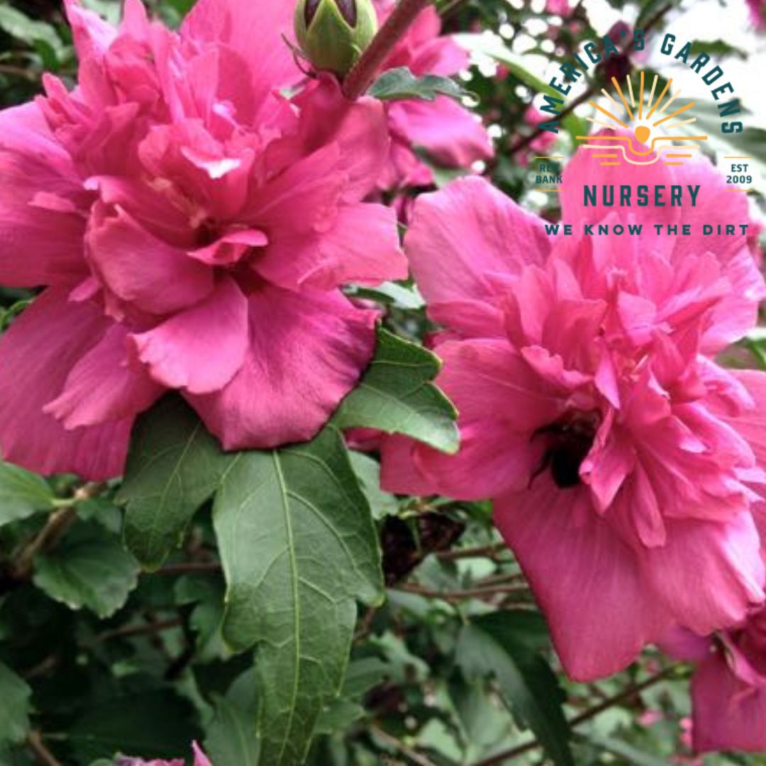 Lucy Red Rose of Sharon - America's Gardens Nursery