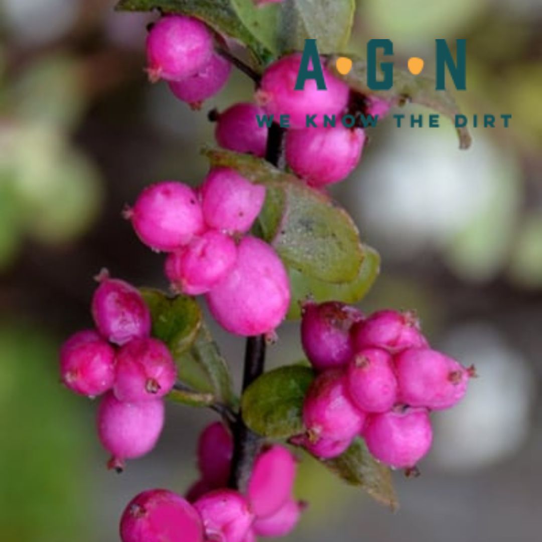 Magic Berry Coralberry - America's Gardens Nursery