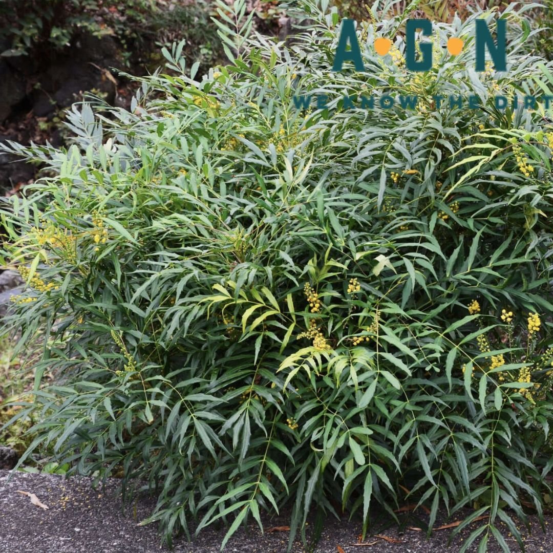 Mahonia Soft Caress - America's Gardens Nursery
