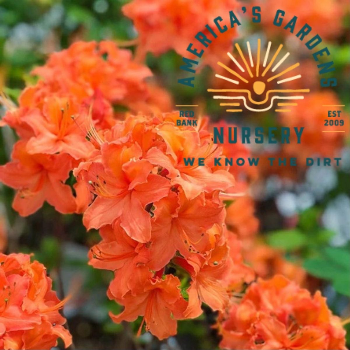 Mandarin Lights Azalea - America's Gardens Nursery
