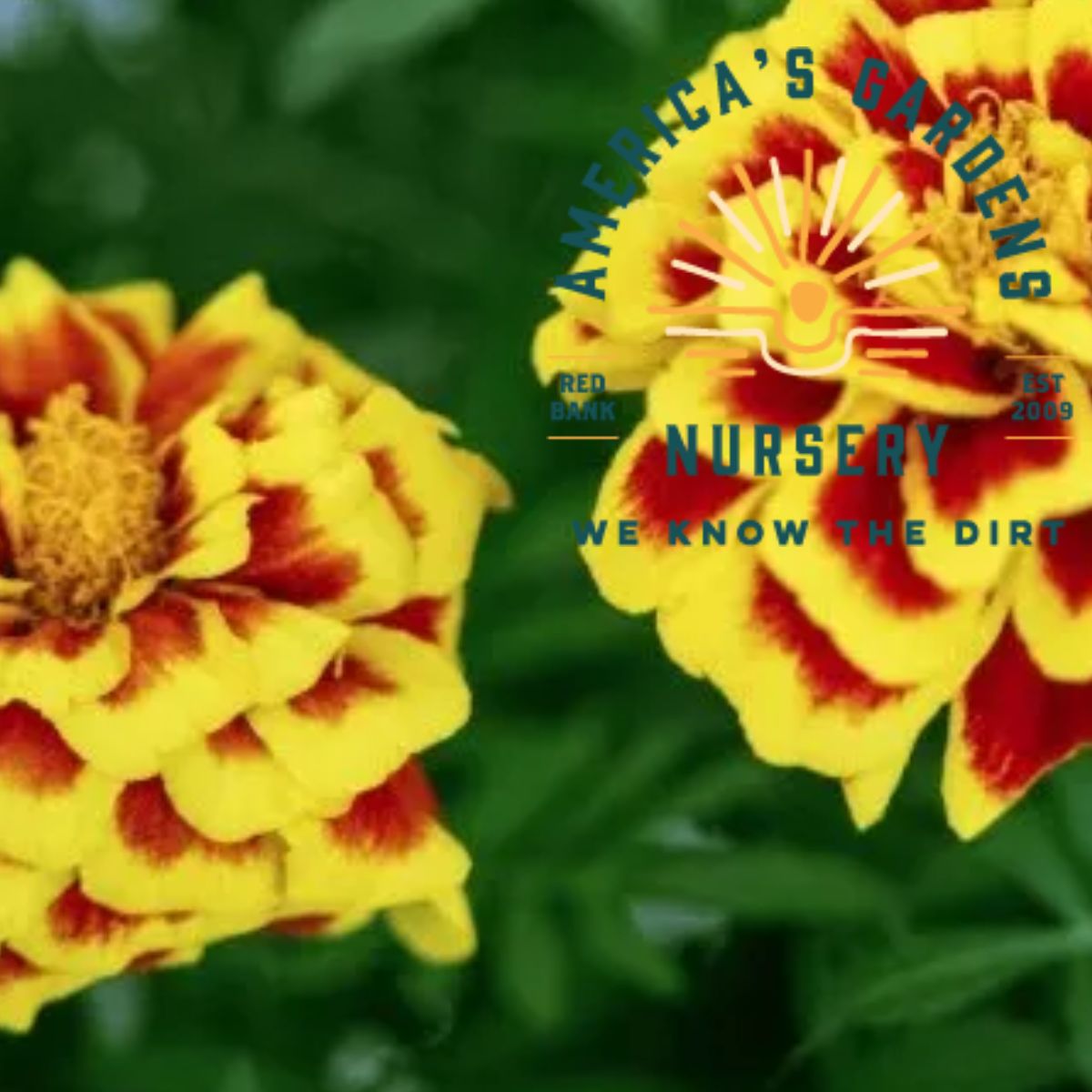 Mango Tango French Marigolds - America's Gardens Nursery