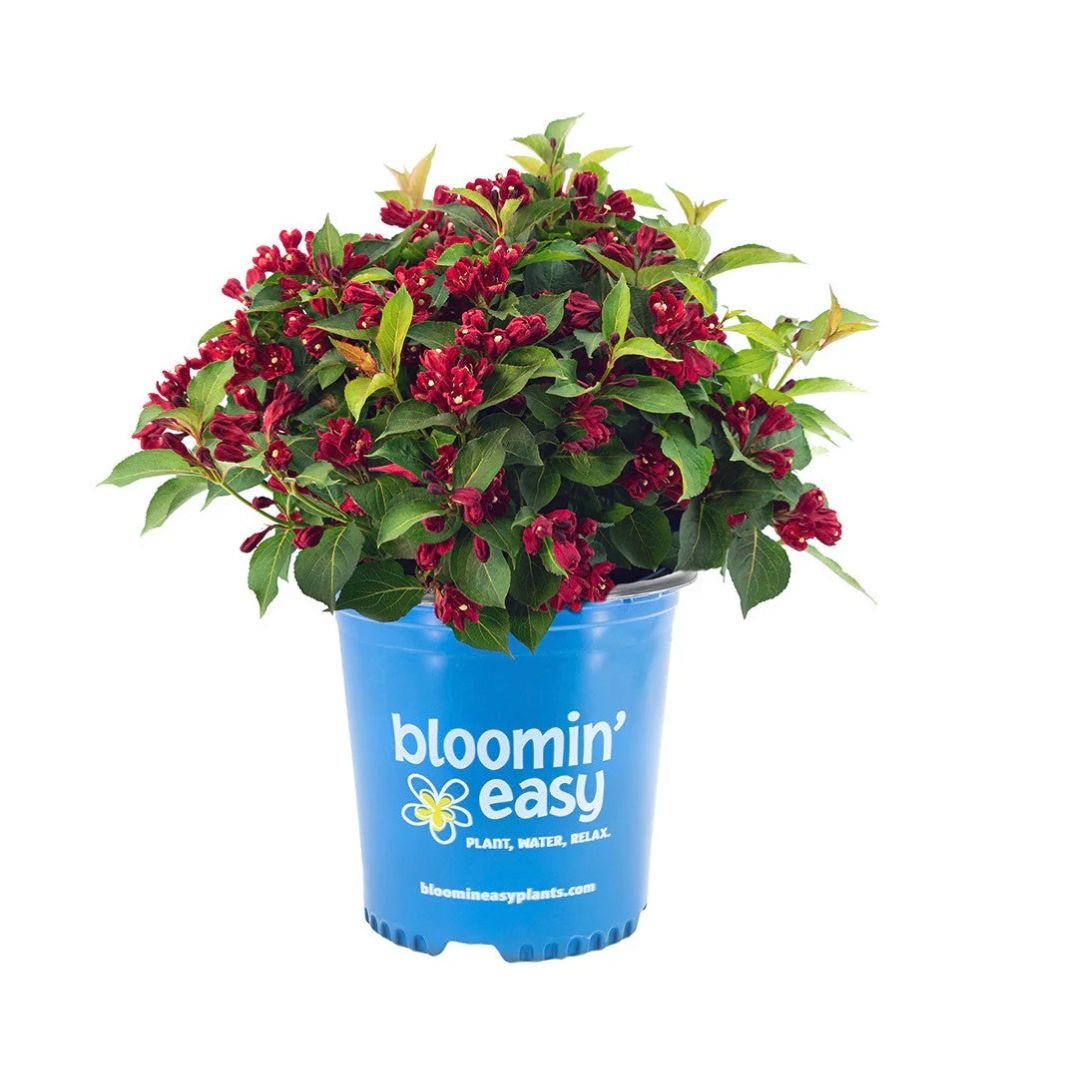 Maroon Swoon Weigelia - America's Gardens Nursery