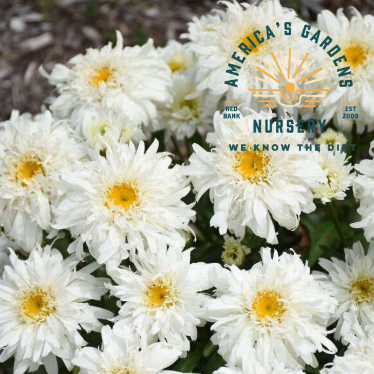 Marshmallow Shasta Daisy - America's Gardens Nursery