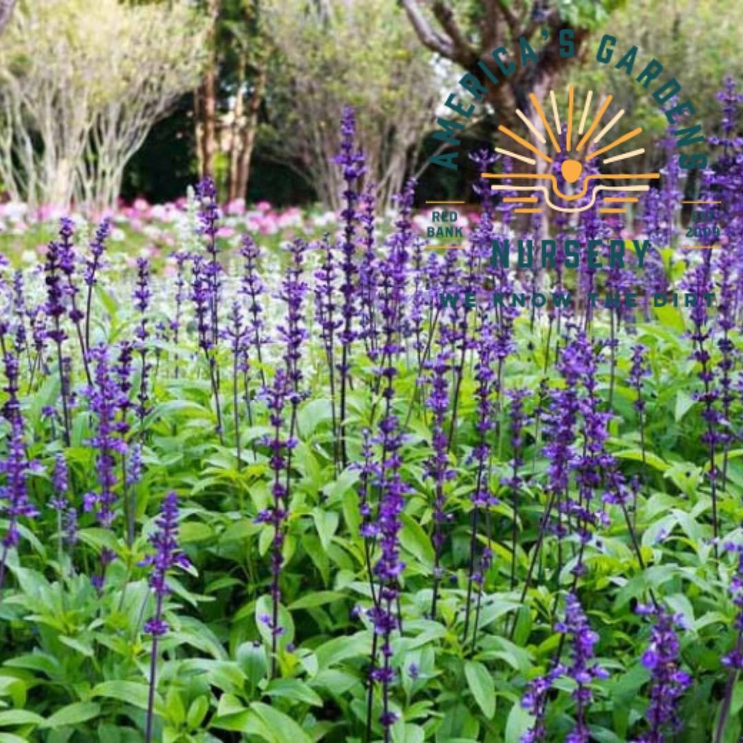 Mealycup Blue Sage - America's Gardens Nursery