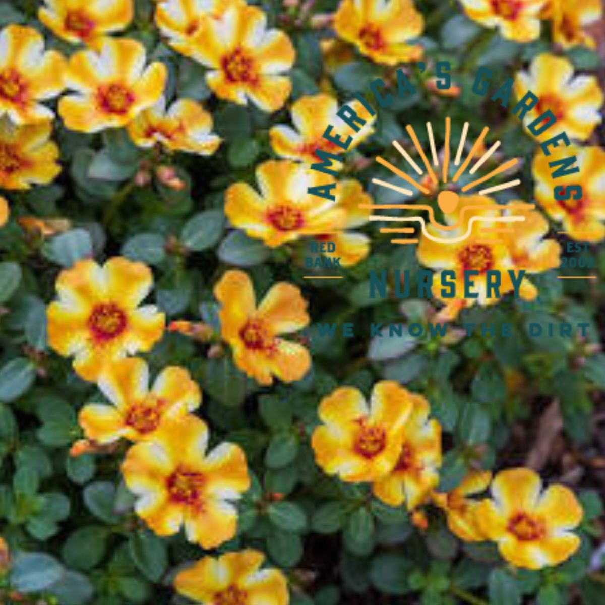 Mega Pazzaz Portulaca - America's Gardens Nursery