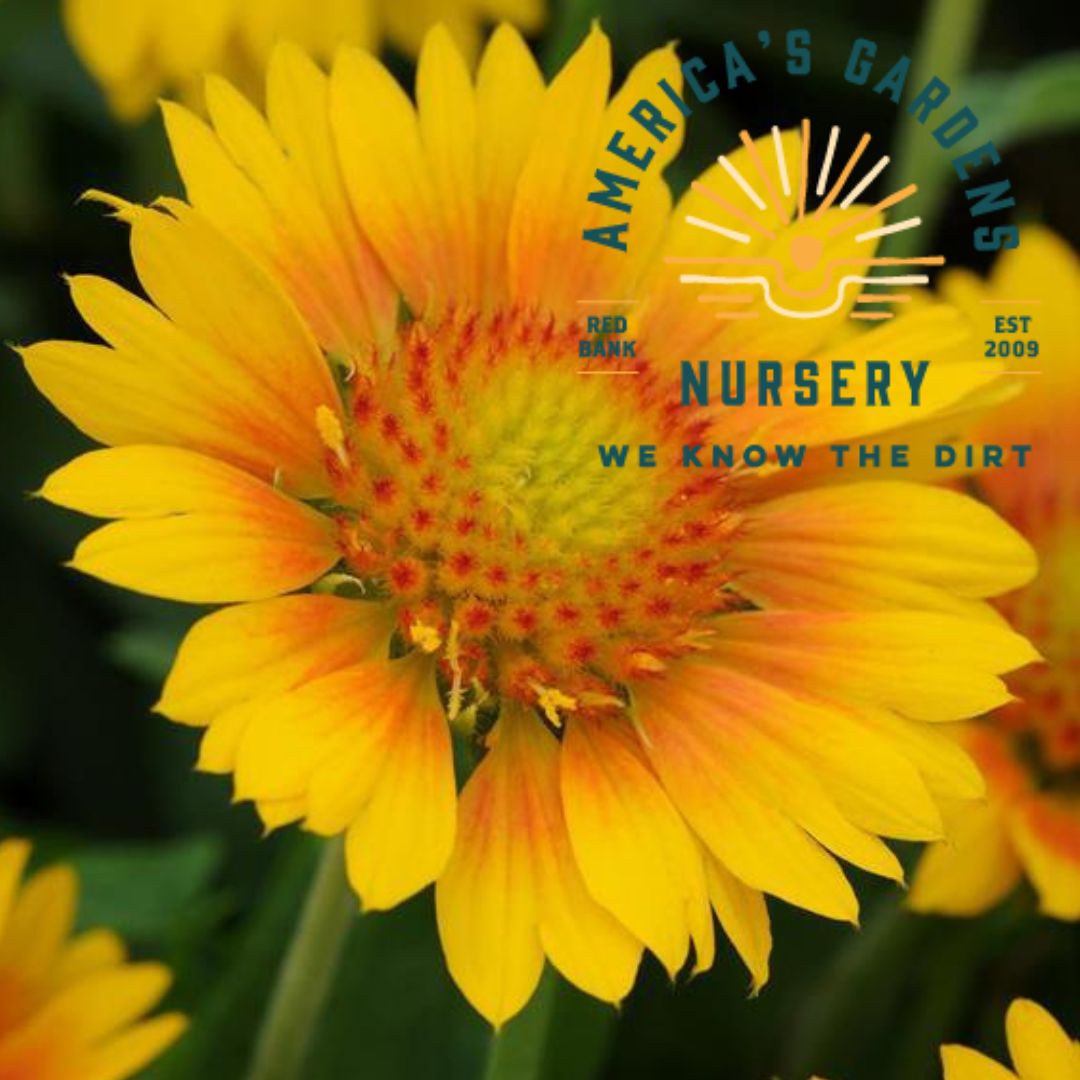 Mesa Peach Gaillardia (Blanket Flower) - America's Gardens Nursery