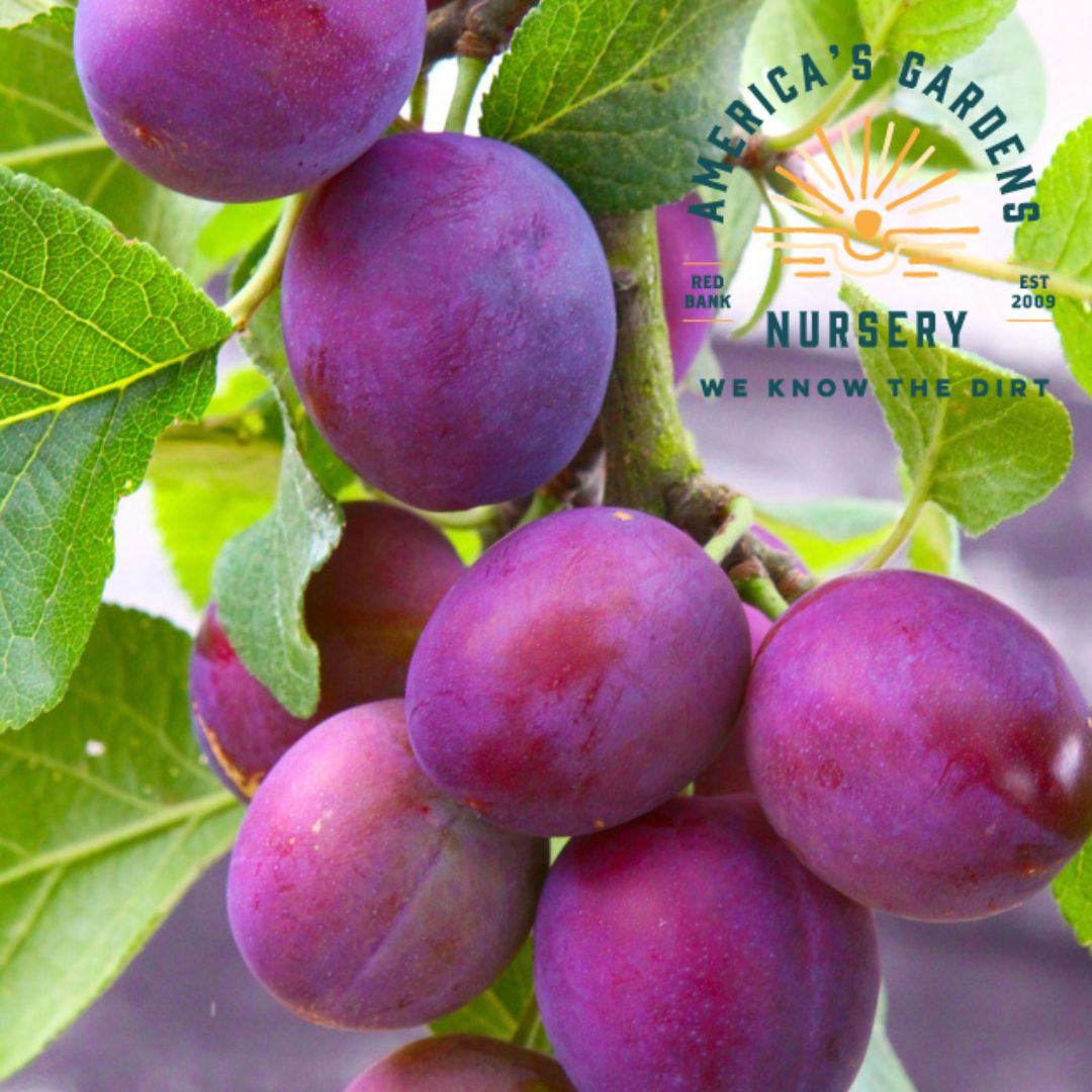 Methley Plum Tree - America's Gardens Nursery
