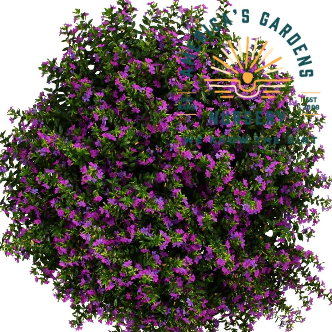 Mexican Heather Plant (Cuphea) - America's Gardens Nursery