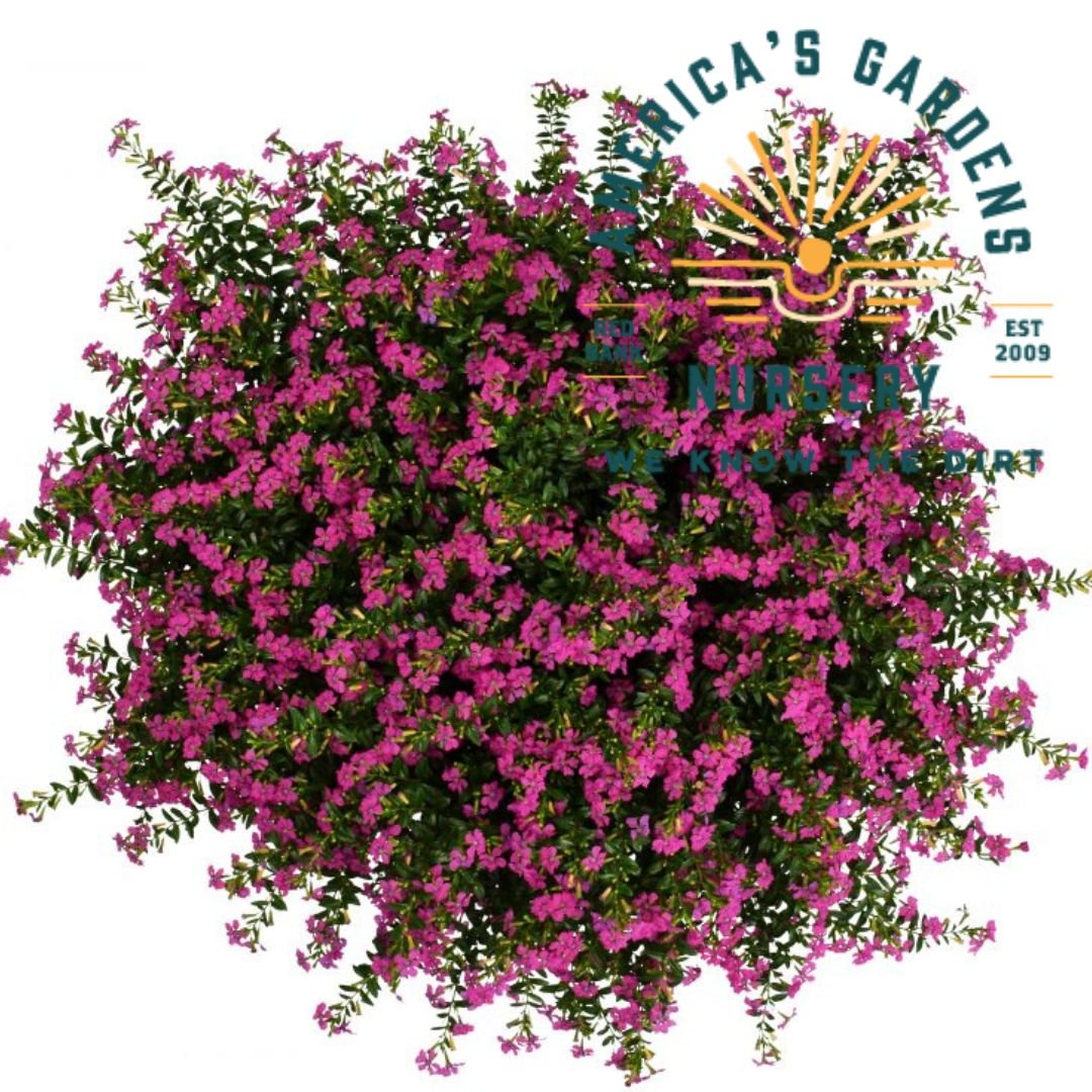 Mexican Heather Plant (Cuphea) - America's Gardens Nursery