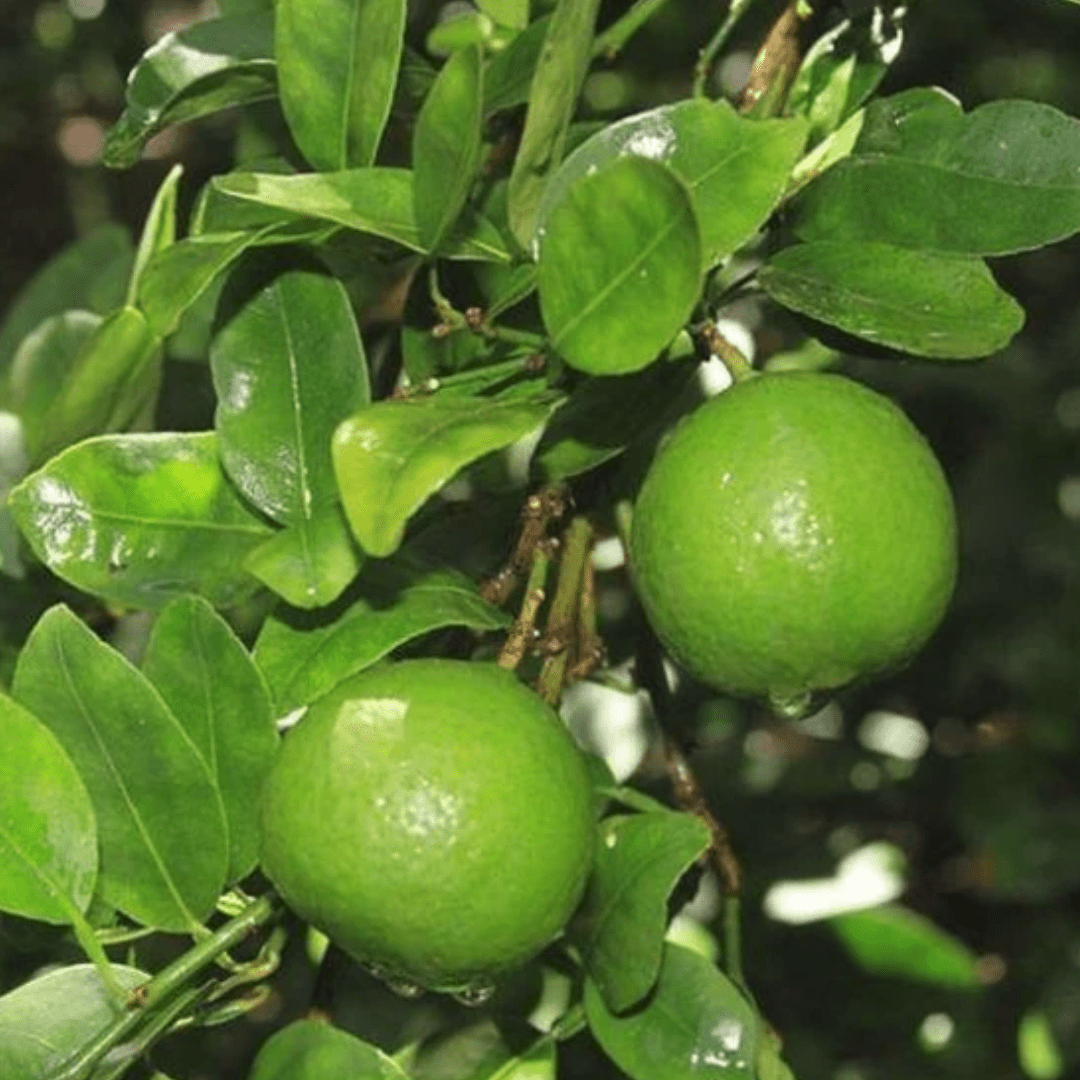Mexican or Key Lime Plant - America's Gardens Nursery