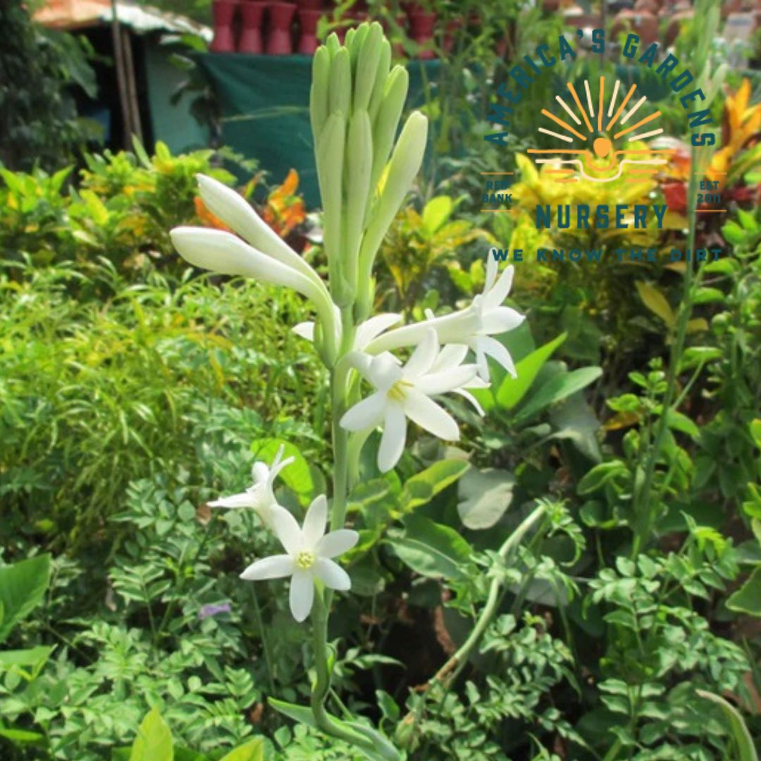 Mexican Single Tuberose - America's Gardens Nursery