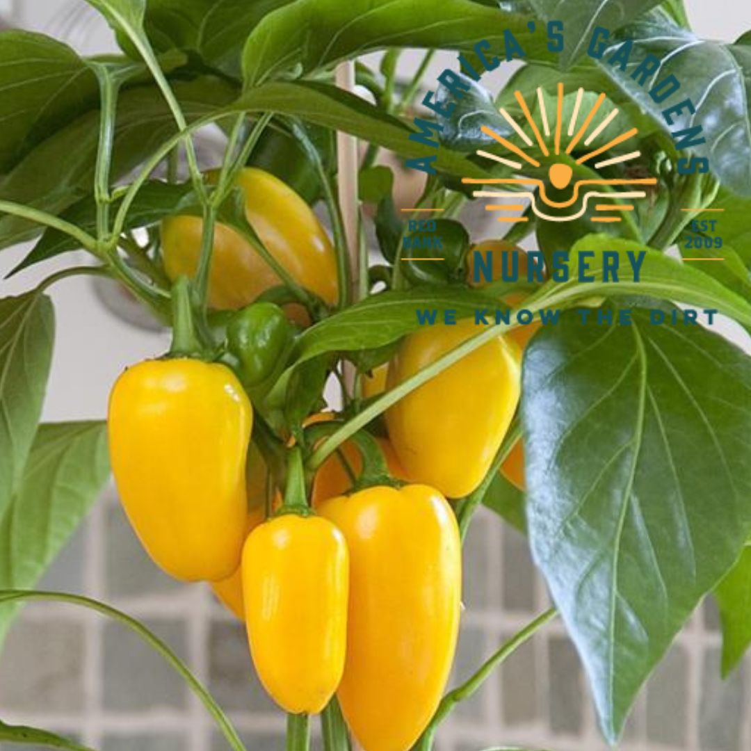 Mini Kitchen Fresh Yellow Pepper Bites - America's Gardens Nursery