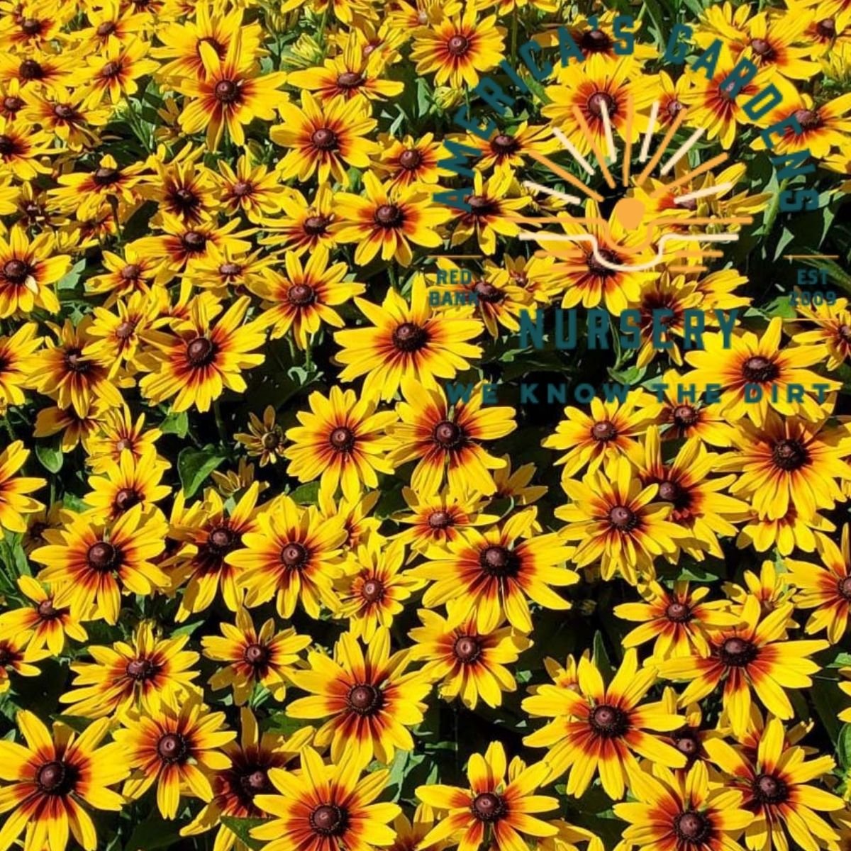 MiniBeckia Flame Rudbeckia - America's Gardens Nursery