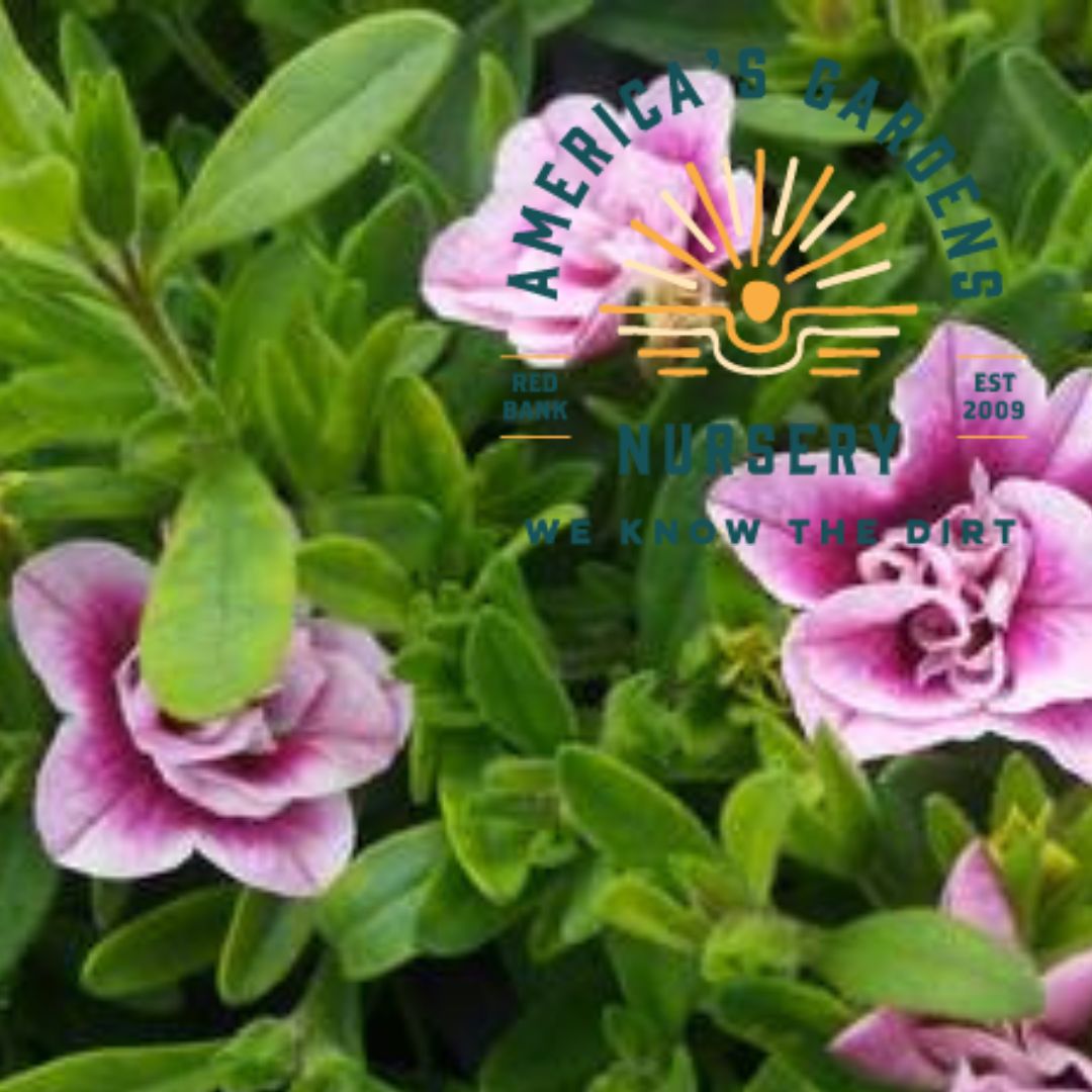 MiniFamous Uno Double Pinktastic Calibrachoa - America's Gardens Nursery