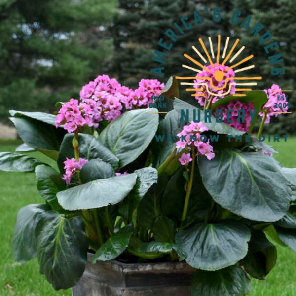 Miss Piggy Bergenia - America's Gardens Nursery