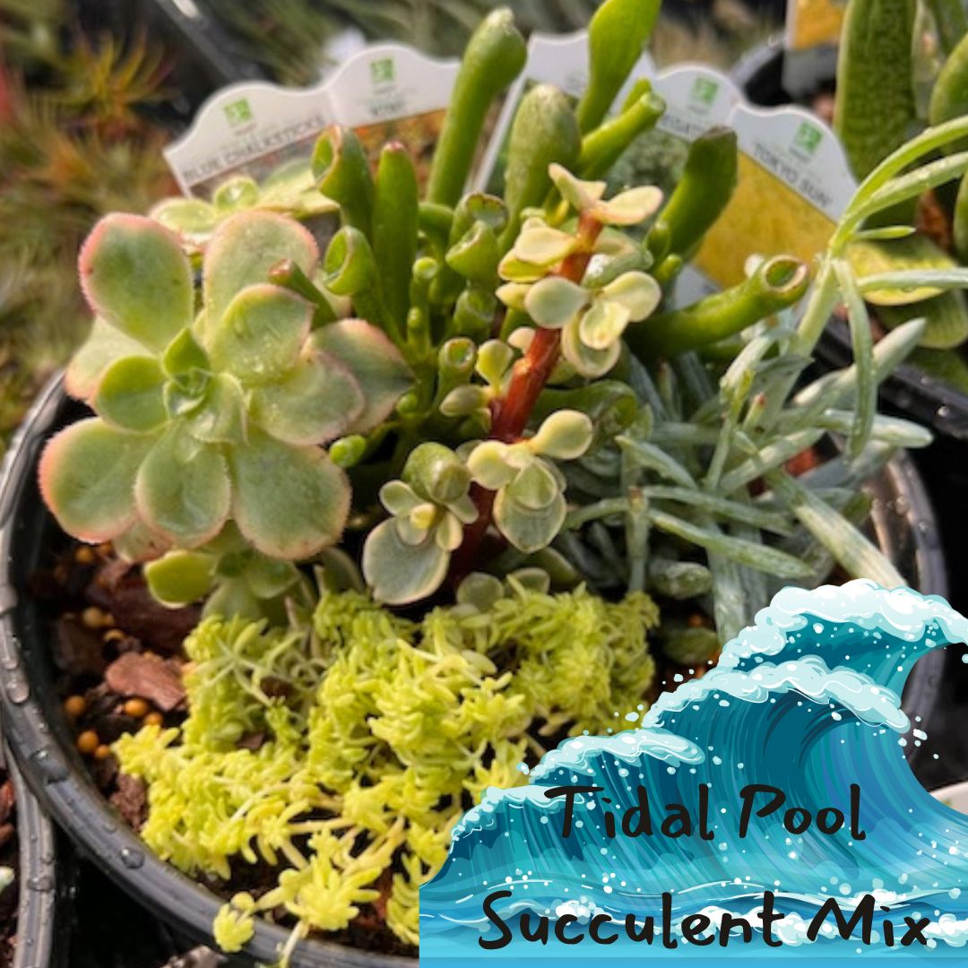 Mixed Succulents - America's Gardens Nursery