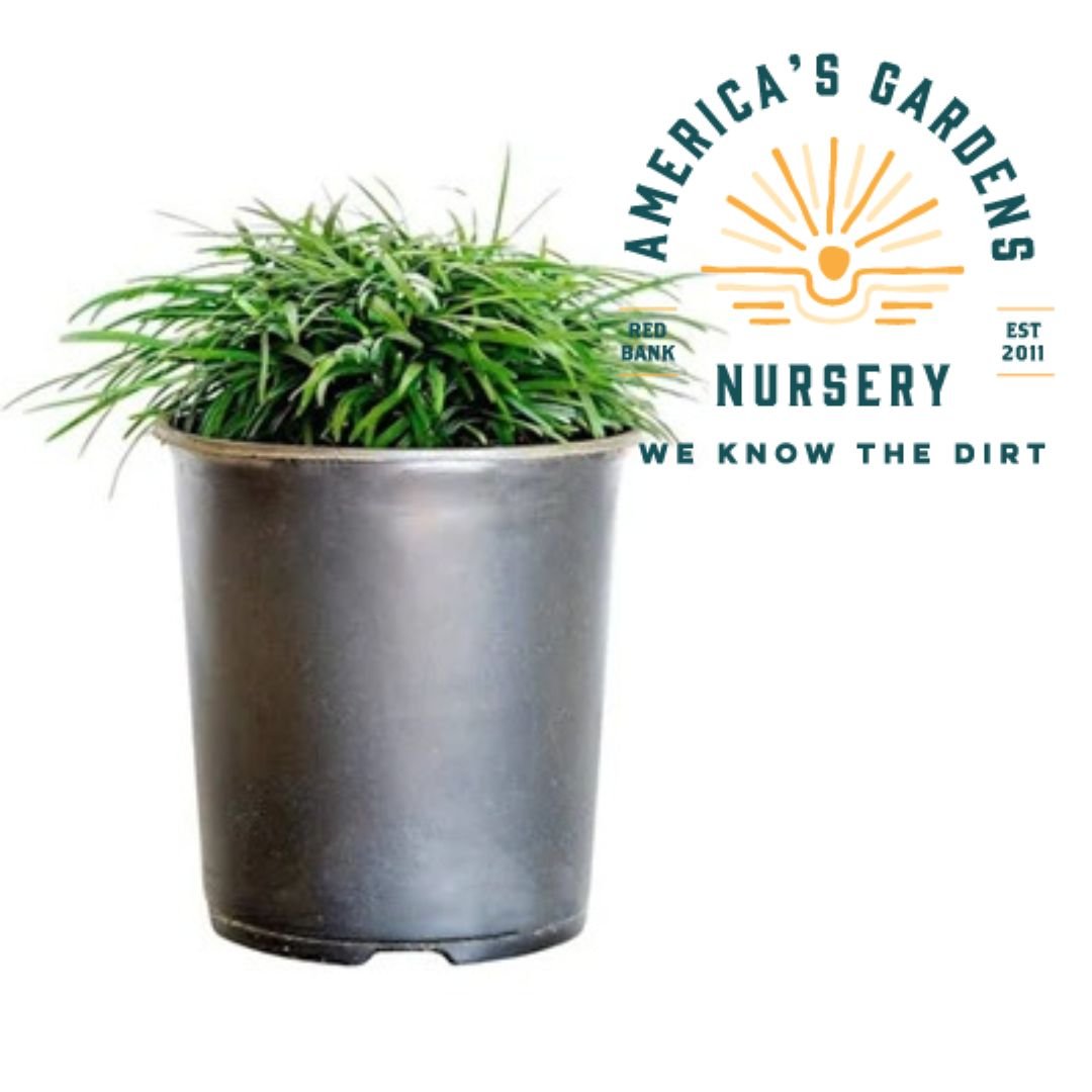 Mondo Grass - America's Gardens Nursery