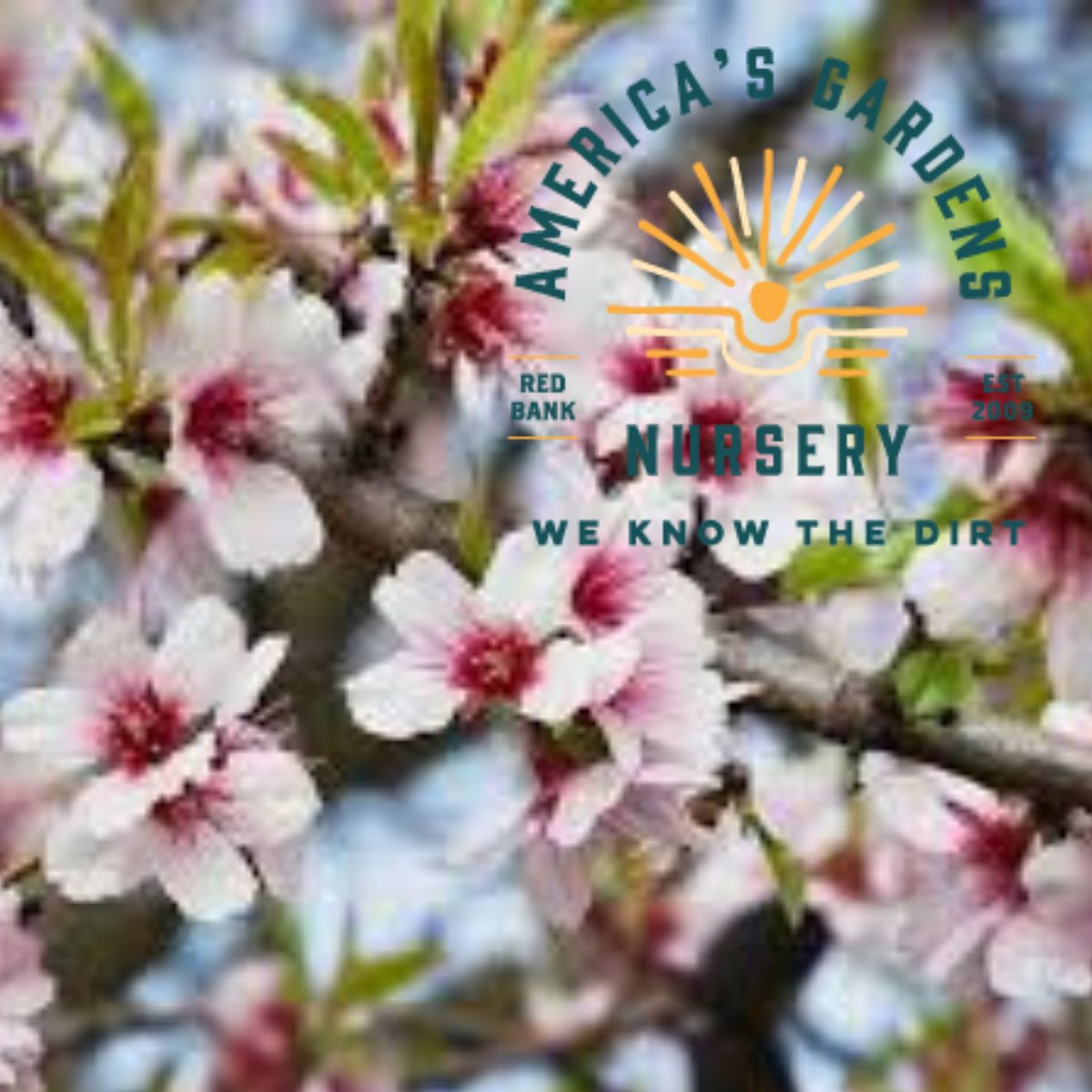 Monterey Almond Tree - America's Gardens Nursery