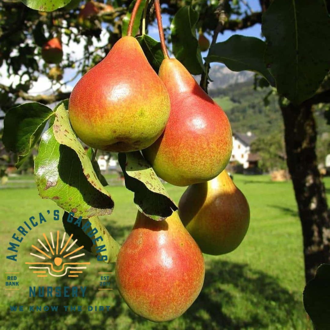 Moonglow Pear Tree - America's Gardens Nursery