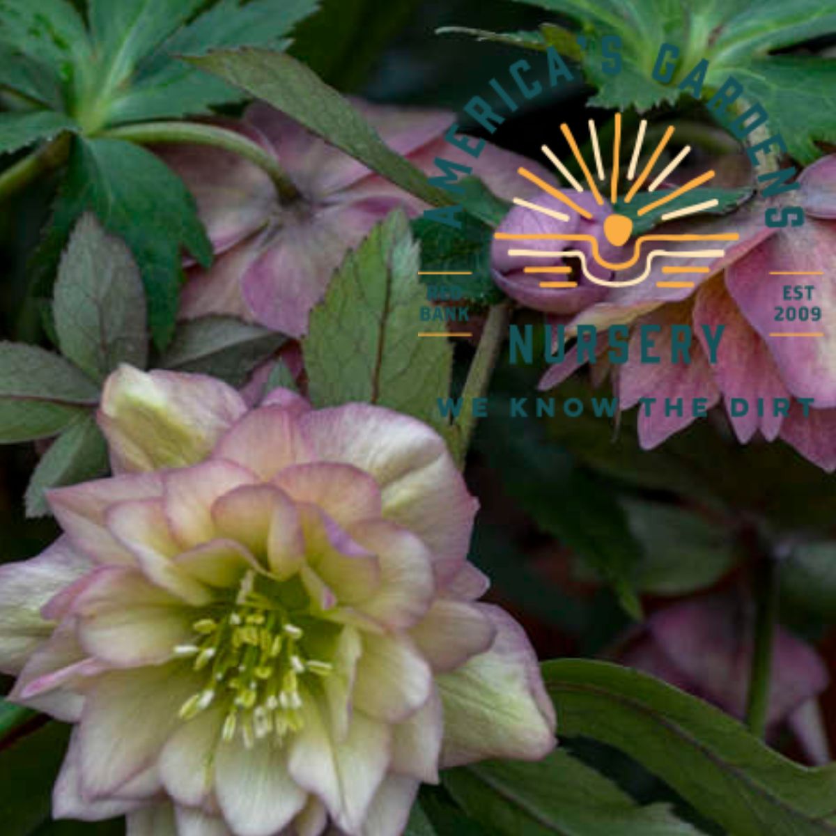 Mother of the Bride Helleborus (Lenten Rose) - America's Gardens Nursery