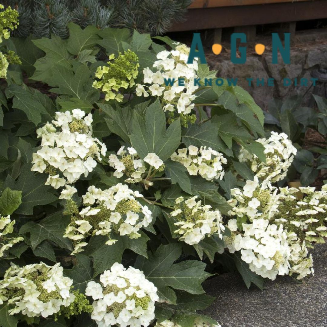Munchkin Oakleaf Hydrangea - America's Gardens Nursery