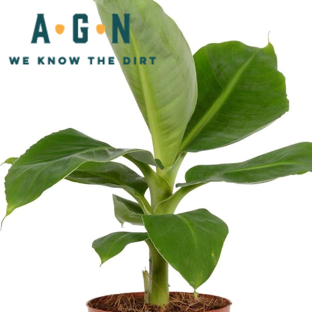 Musa Ever Red Banana Tree - America's Gardens Nursery