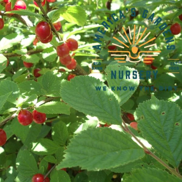 Nanking Cherry - America's Gardens Nursery
