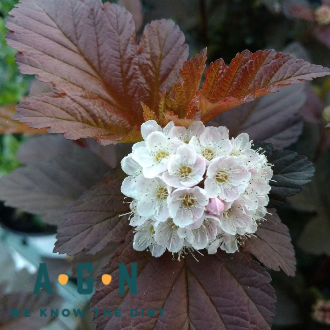 Ninebark Ginger Wine - America's Gardens Nursery