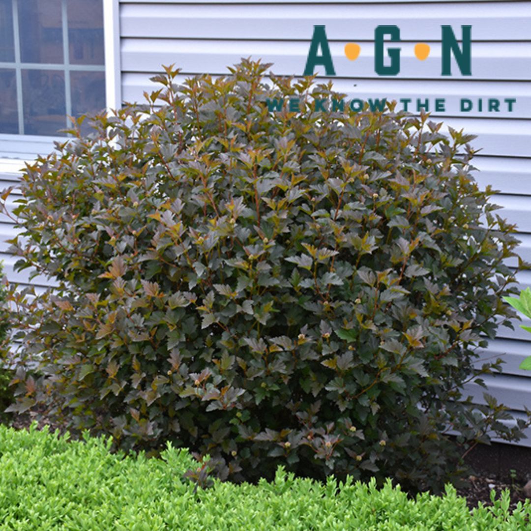 Ninebark Ginger Wine - America's Gardens Nursery